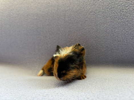 Two Baby Guinea Pigs