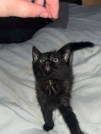 Black and grey cat