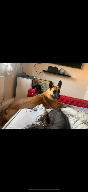 Belgian malinoise