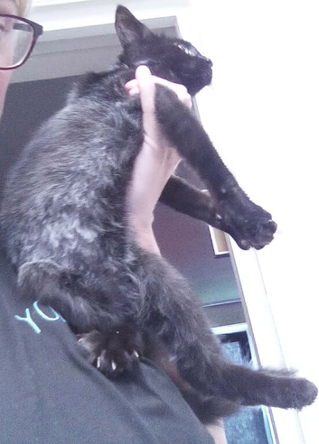 10 week old female black/grey