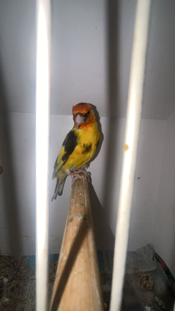 Goldfinch