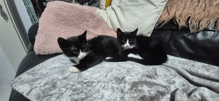 Kittens for sale