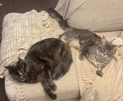 BEAUTIFUL PURE MAINE COON GIRLS BETTY & PARIS