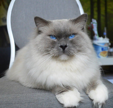 beautiful black ragdoll kitten ready for forever home