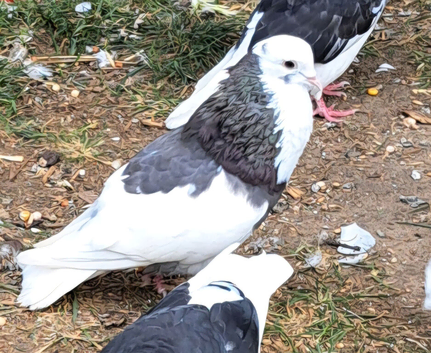 Pigeons, Birmingham rollers, racers,