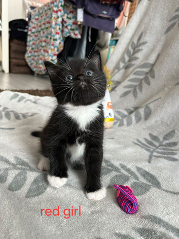 Kittens