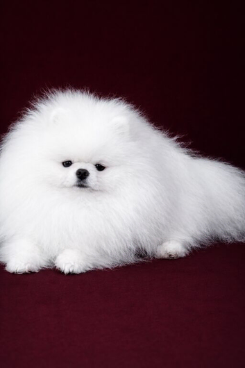 KC reg  STUD  Exceptional White Pomeranian &ndash; Top Quality