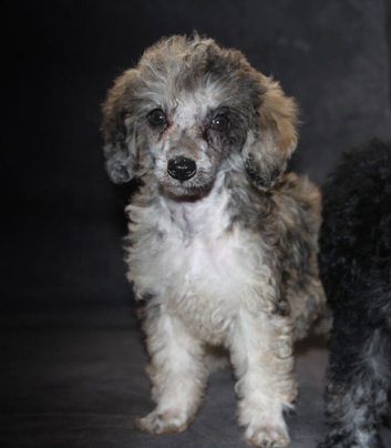 Loverly Merle miniature poodle girl