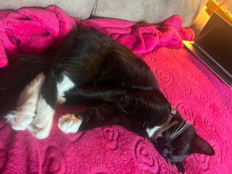 Ragdoll Cross