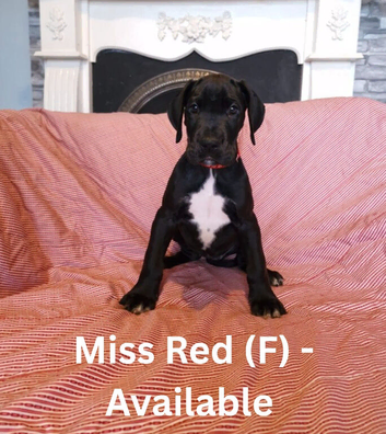 Great Dane Puppies