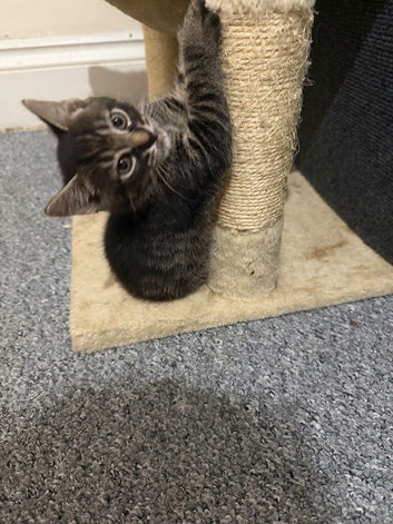 Kittens