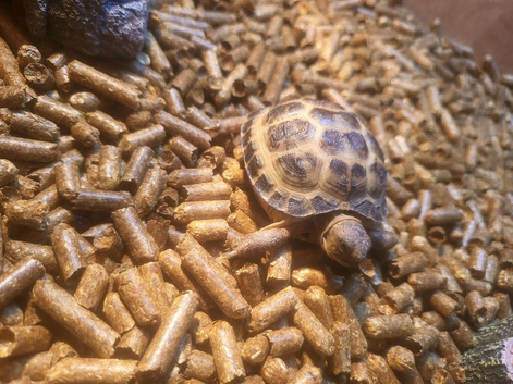 Baby tortoise