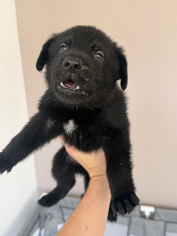 KC German shepherd puppies