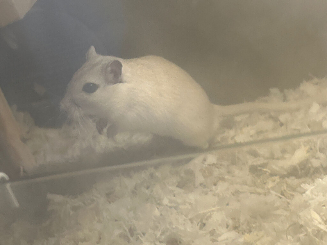 Gerbils for sale