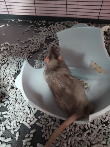 2 male rats for sale