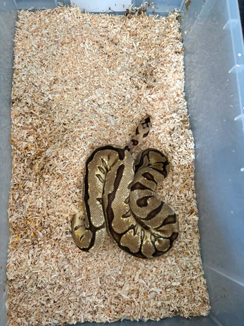 Ball pythons for sale