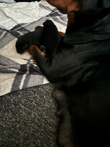 Puppies