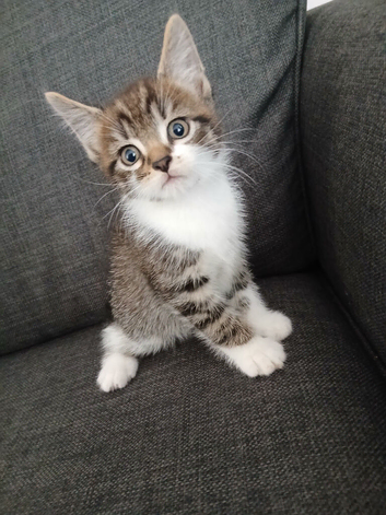 8 week old kittens looking for forever homes