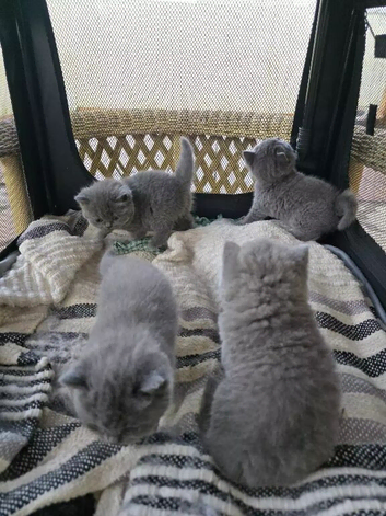 HCM & PKD Tested Clear Purebred British Shorthair kittens