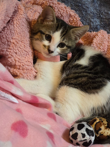 one female kitten