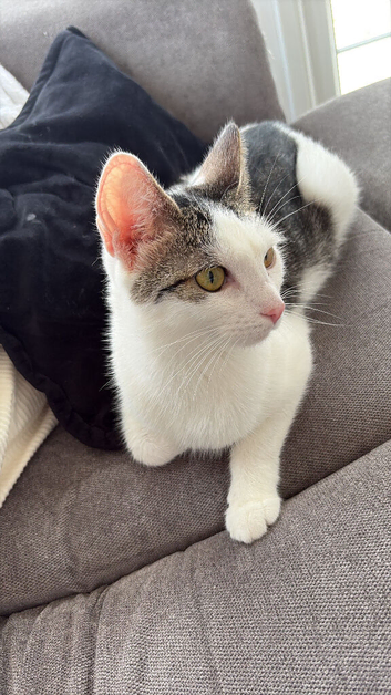 Cat for Rehoming
