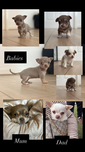 Tiny female chihuahua puppies