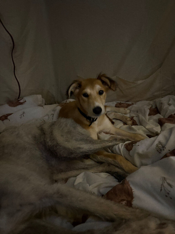 Mabel