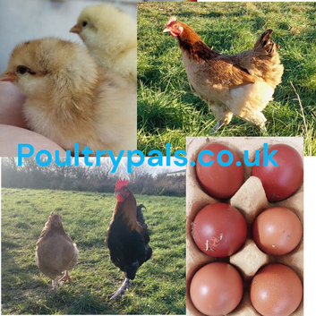Wheaten Marans &ndash; Hatching Eggs