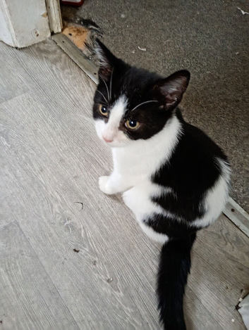 Lovely boy kitten