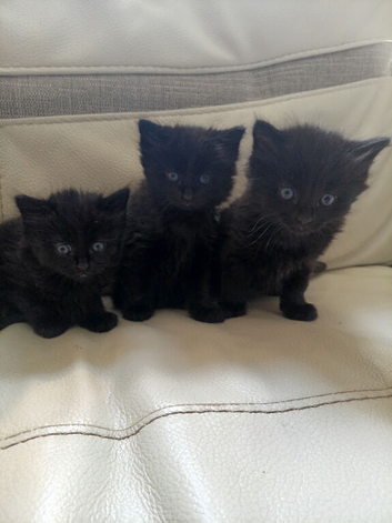3 fluffy black kittens