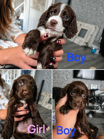 Beautiful F1b Cockapoo Puppies