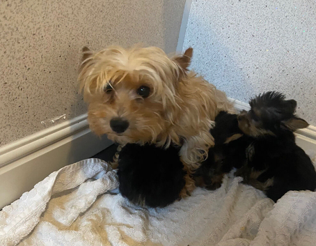 Yorkshire terrier puppies for sale