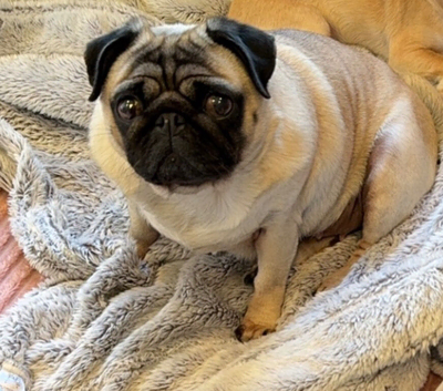 6 year old female pug