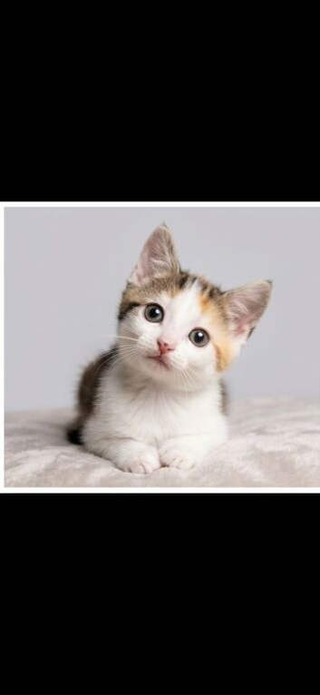 Female Cat and Kittens for Sale