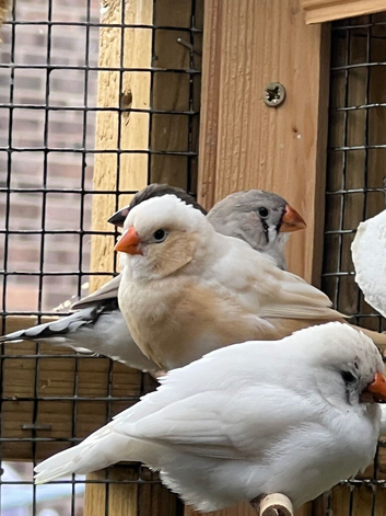 Australian finches for sale
