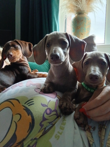 Miniature Dachshund ready for their forever