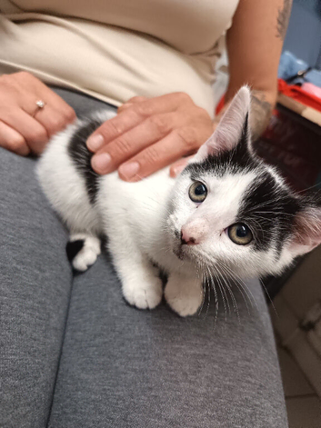 Kittens