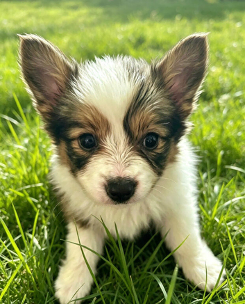 Kc reg papillon puppys