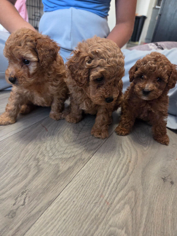 Beautiful red toy poodle puppies