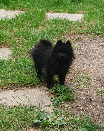 Ozzie 6 month old House trained black Pomeranian boy ready to leave