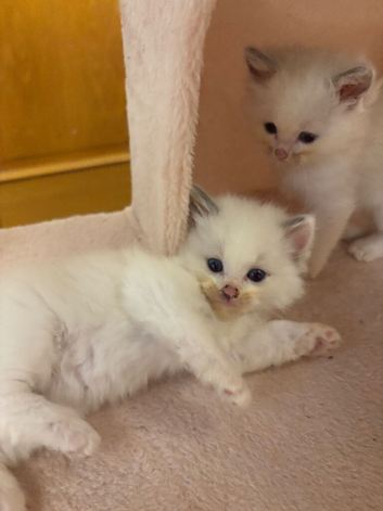 Ragdoll Kittens