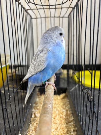 SOLD.                           Beautiful baby budgies for sale