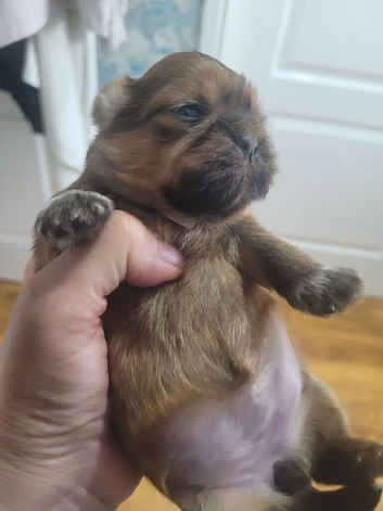 Shitzu girl