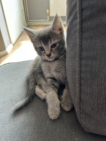 4 Stunning Kittens Ready To leave