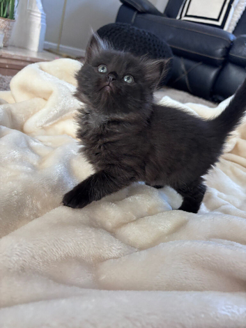 Kitten