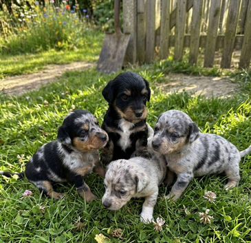4 beautiful boys looking for a place to call home!