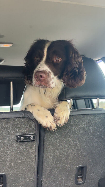 Gorgeous male springer