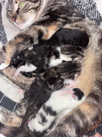 5x Kittens