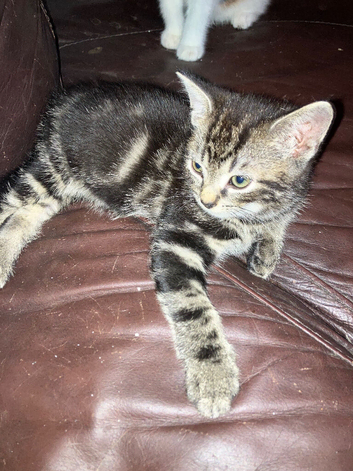 Tabby Boy Kiten