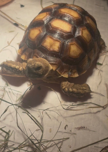 Female 6 months old